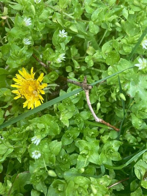 Edible Weeds: Learn about Chickweed - Karen Palcho, Palcho's Products