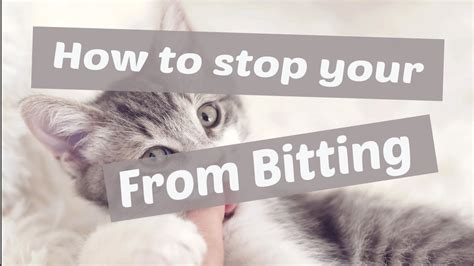 How to Stop Your Cat From Biting - How to Treat a Cat Bite. [ Pet Animalia ] - YouTube