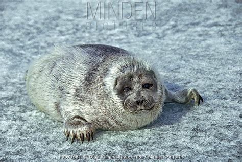 Baikal Seal stock photo - Minden Pictures