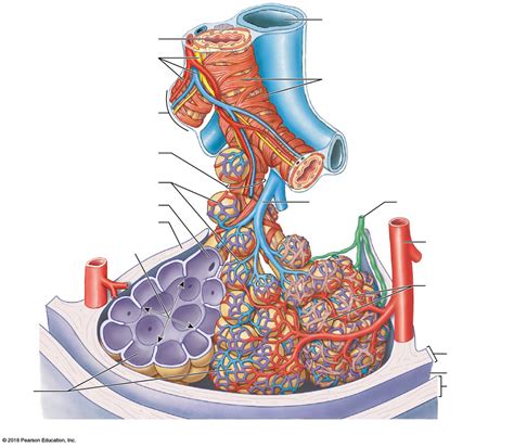 Bronchioles Diagram | Quizlet