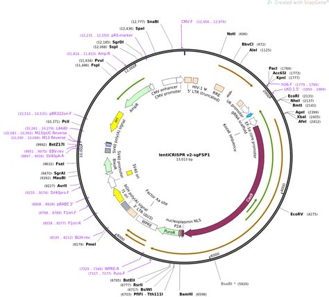 Addgene: lentiCRISPR v2-sgFSP1