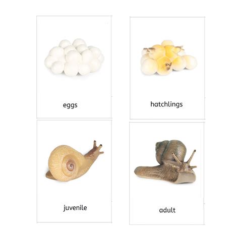 Snail Life Cycle 3-Part Cards & Worksheets (PDF) - IFIT Montessori | Life cycles, Snail life ...