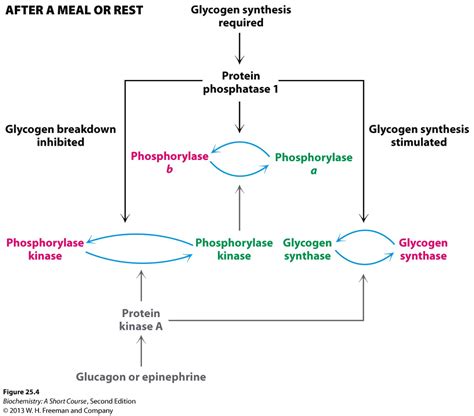 Solved: Glycogen Synthesis AFTER A MEAL OR REST Required P... | Chegg.com