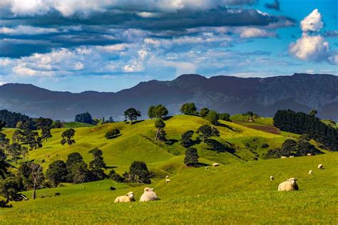 Guide to Matamata in NZ: The Shire Hobitton and Geothermal