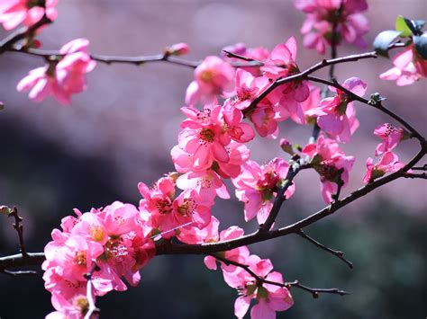 More Pinks Flowers Free Stock Photo - Public Domain Pictures