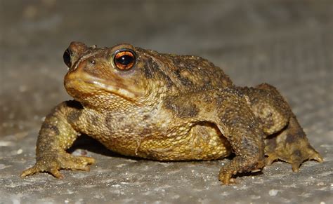 Free Images : nature, wildlife, macro, frog, toad, amphibian, fauna, close up, animals ...