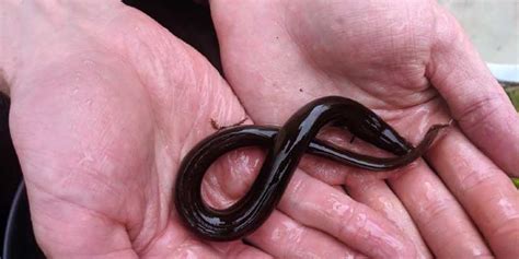 Major Conference on European Eel Conservation to be Held in Scotland