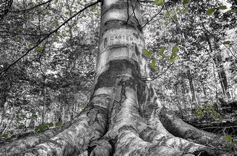 Carter Family Tree Photograph by Todd Carter - Fine Art America