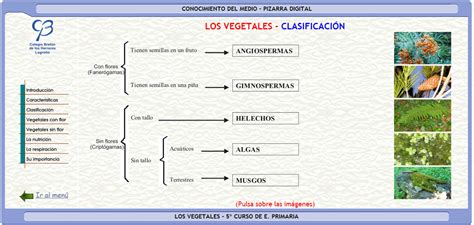 Clasificación de las plantas | UD2-Las plantas