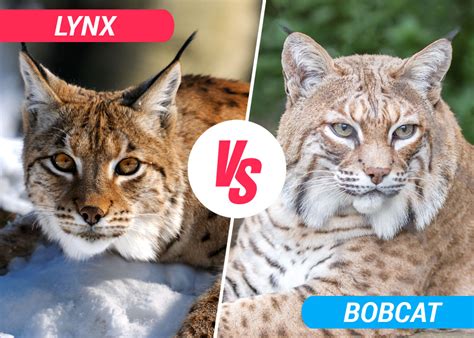 Lynx vs Bobcat - Best Difference