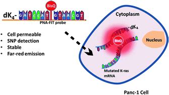 Single point mutation detection in living cancer cells by far-red emitting PNA–FIT probes ...