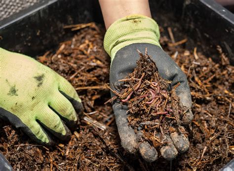 Vermiculture | Worm Composting | Growing Tips | Jolly Lane Greenhouse