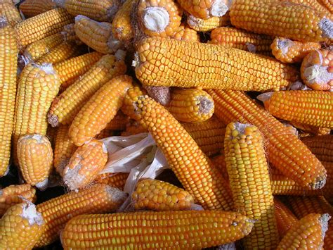 Yellow Corn Free Photo Download | FreeImages