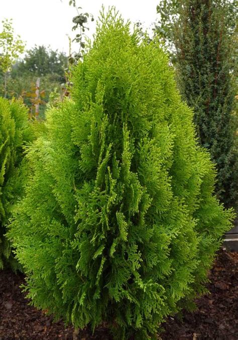 Buy THUJA ORIENTALIS 100 Seeds Chinese Arborvitae Online in India - Etsy