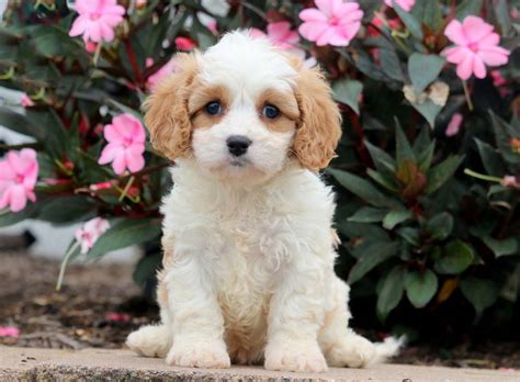 How Much Are Cavachon Dogs