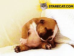 Sleepy dog | StareCat.com