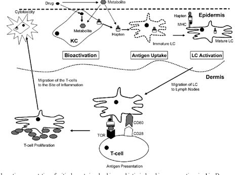 Mechanisms of drug-induced delayed-type hypersensitivity reactions in ...