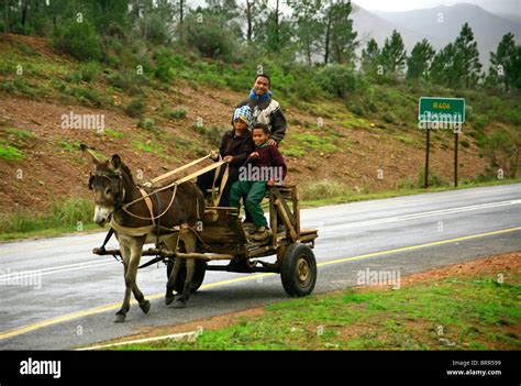 Man with two young boys driving a small donkey car Stock Photo - Alamy