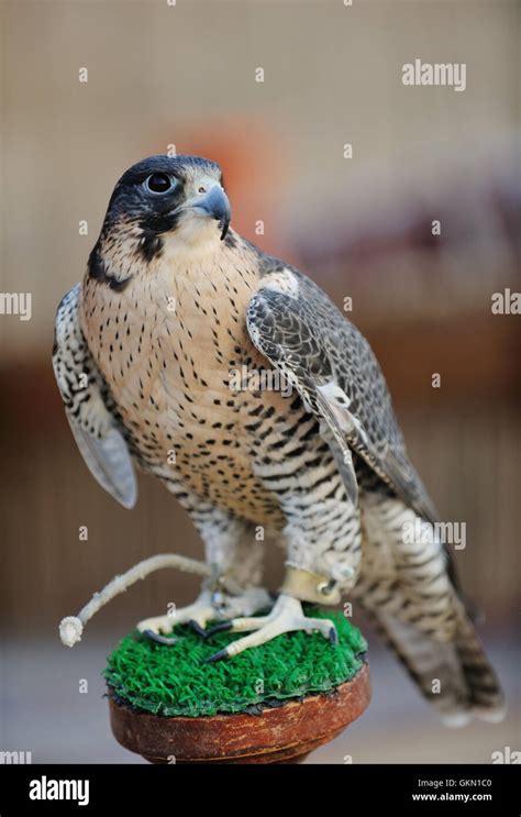 arab falcon bird Stock Photo - Alamy