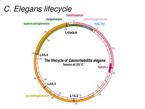 PPT - Caenorhabditis elegans PowerPoint Presentation, free download - ID:3416946