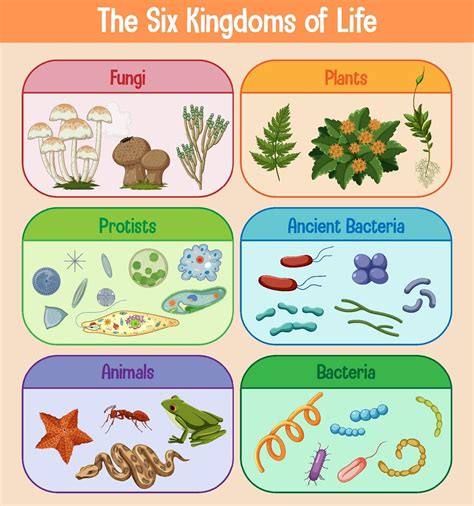 Science poster of six kingdoms of life 2111913 Vector Art at Vecteezy