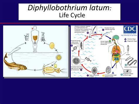 Diphyllobothrium Latum Diagram