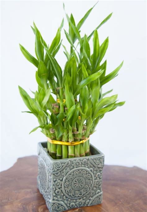 Lucky Bamboo Plant Care - How to Grow Dracaena Sanderiana - Soil Seed and Garden Low Light House ...