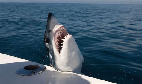 Shark attack news: Sea monster bites through boat 'it took days to repair’ | World | News ...