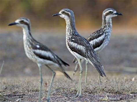 Bush Thick-knee - eBird