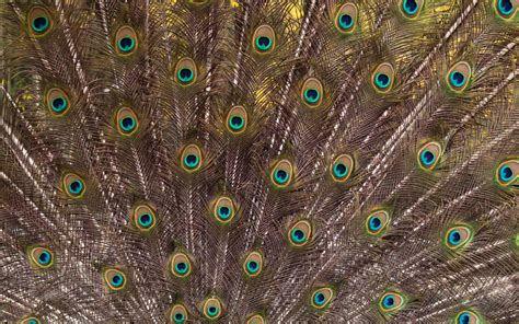 Peacock Feather Backgrounds - Wallpaper Cave