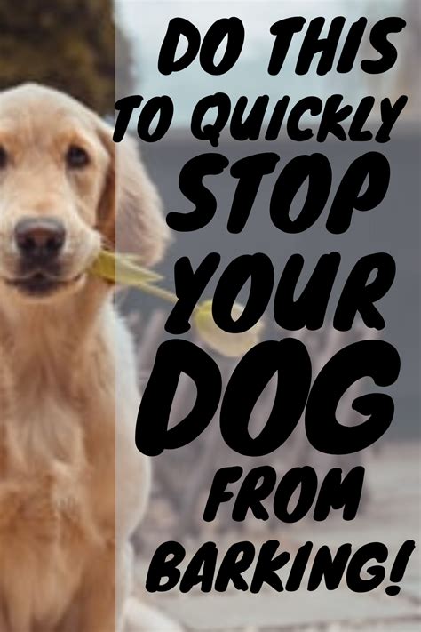 How to Make Your Dog Stop Barking | Your dog, Dog rules, Dogs