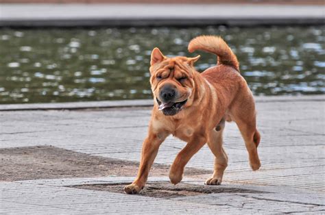 12 Unique Dog Breeds That Come From China