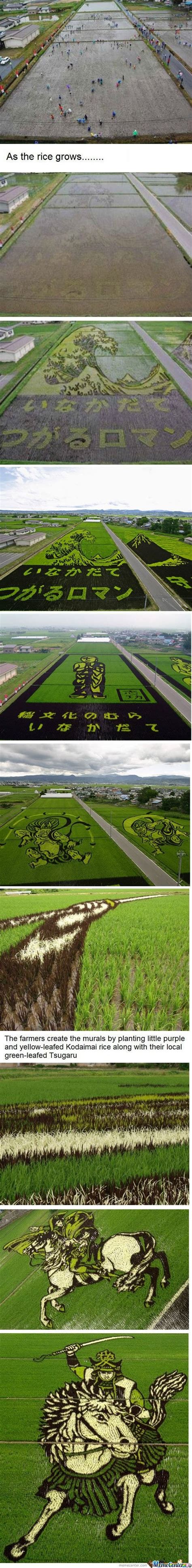 Rice Field Art : Art