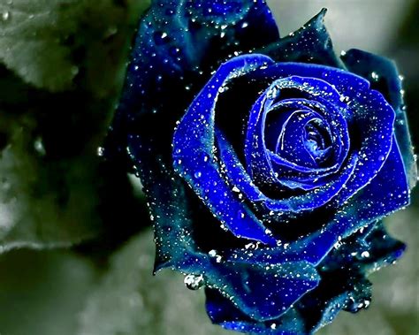 Beauty Blue Rose Flower Wallpaper | Wallpaper ME