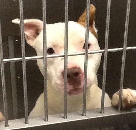 Petition · Look into possible management issues at the Franklin County Dog Shelter · Change.org