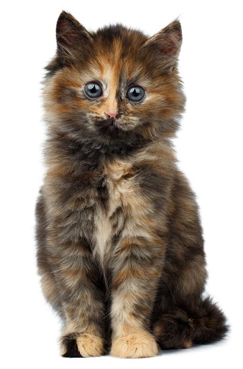 Tortoiseshell Cat: Over 30 Fascinating Facts About Tortie Cats