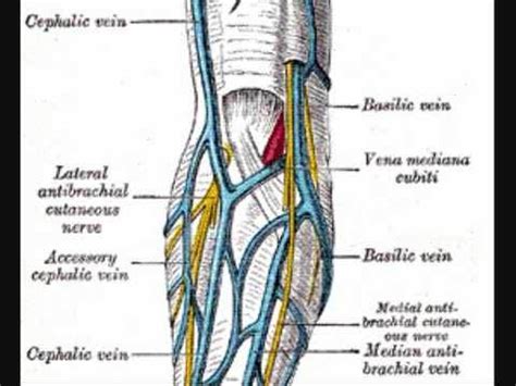 Pictures Of Cephalic Vein