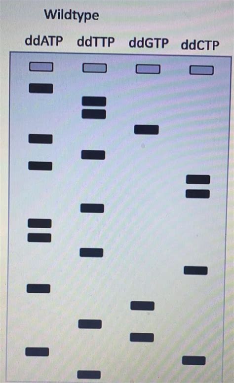 Solved PART ONE: look at the Sanger sequencing gel and | Chegg.com