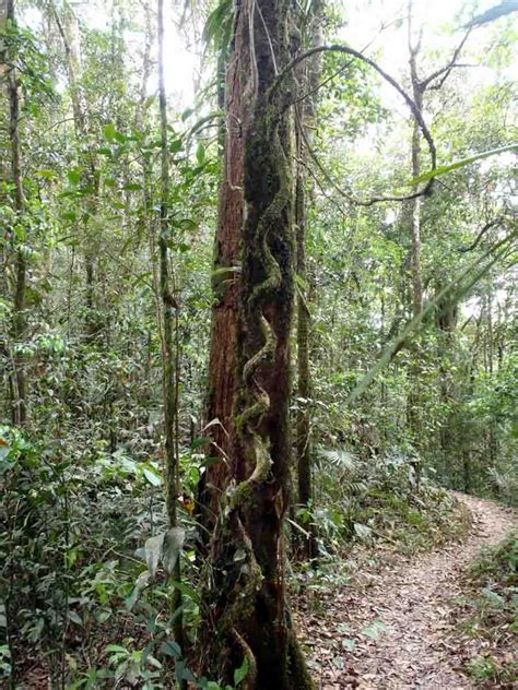 Kinabalu National Park Trails | Park trails, Kinabalu park, National parks