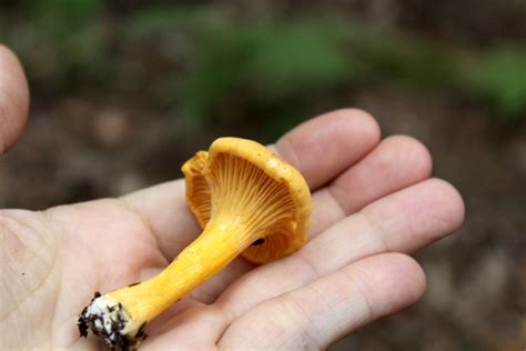 Foraging Chanterelle Mushrooms