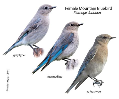 Mountain Bluebird Female: Plumage, ID Pictures, and Behavior