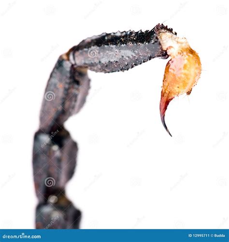 Scorpion Tail On White Stock Image - Image: 12995711