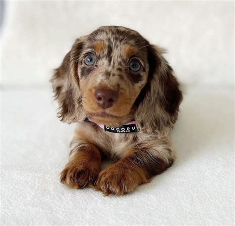 Dapple Dachshund Puppy | All Dachshund