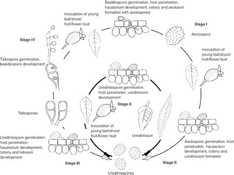 Schematic life cycle of Puccinia psidii | Download Scientific Diagram