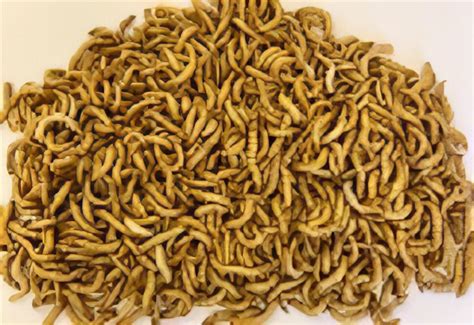 Mealworms Regular - MAXIPACK of 110g 23-30mm | Live Foods Direct