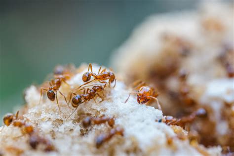 Natural Ant Solutions: Eco-Friendly Ways to Keep Ants Out of Your Home