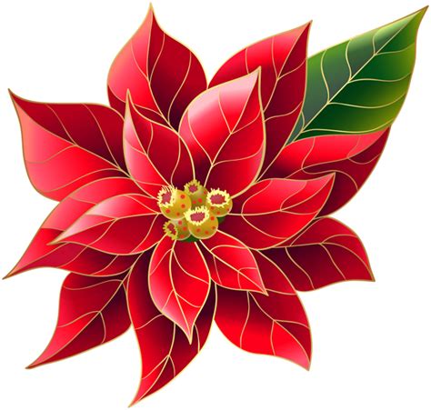 Xmas Poinsettia PNG Clip Art | Christmas drawing, Christmas art, Christmas flowers