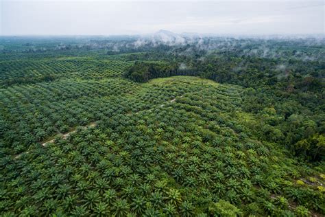 Palm oil giants face corruption charges as Indonesia probe widens