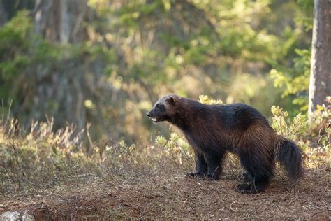 Legends in the landscape. Citizen science and Wolverine Conservation ...