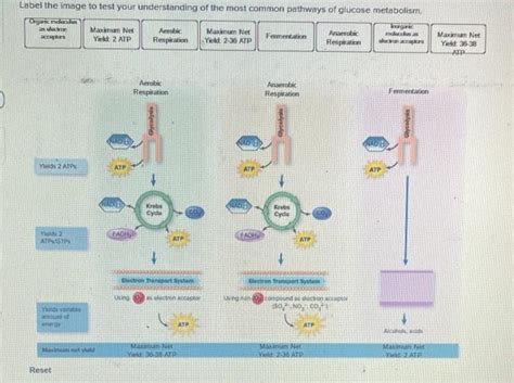 Solved Label the image to test your understanding of the | Chegg.com